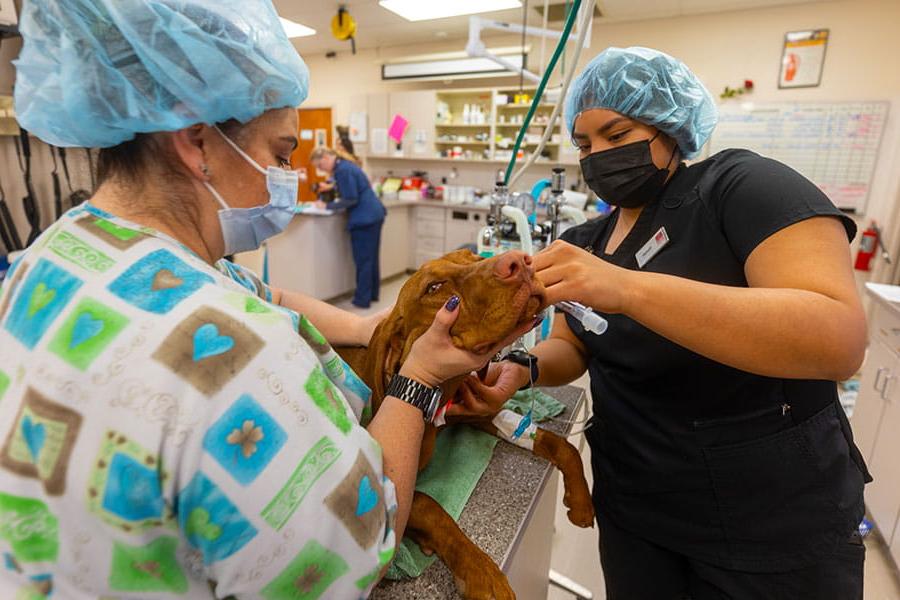 Veterinary students working on a dog during clinicals