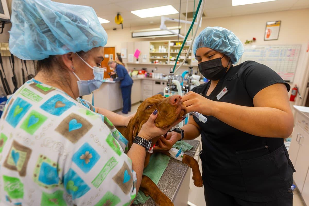 兽医专业的学生在诊所里研究狗
